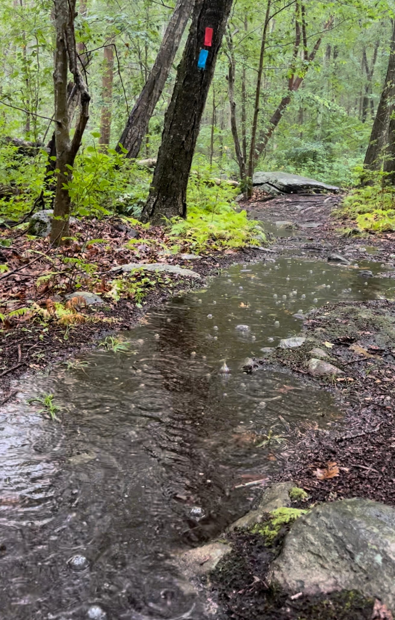 Photo of a puddled woodland path, bubbling from a summer downpour in the Merrett Family Forest, Mystic, CT