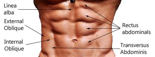 Abs: What they are? How to build them? When will you be ...