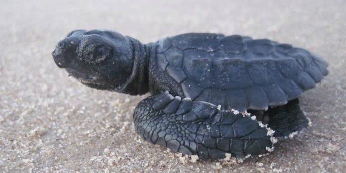 Protecting Sea Turtles: Coast to Coast – U.S. Fish & Wildlife Service ...