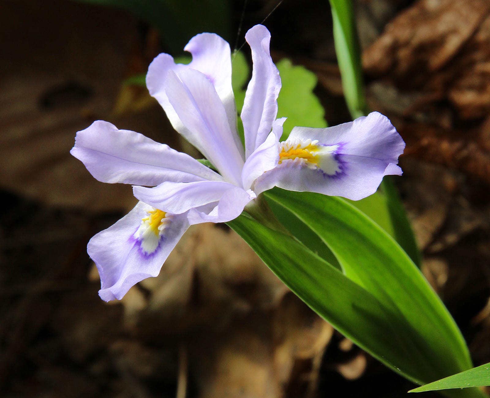 25 of the Most Beautiful Wildflowers in The Philipendium Medium