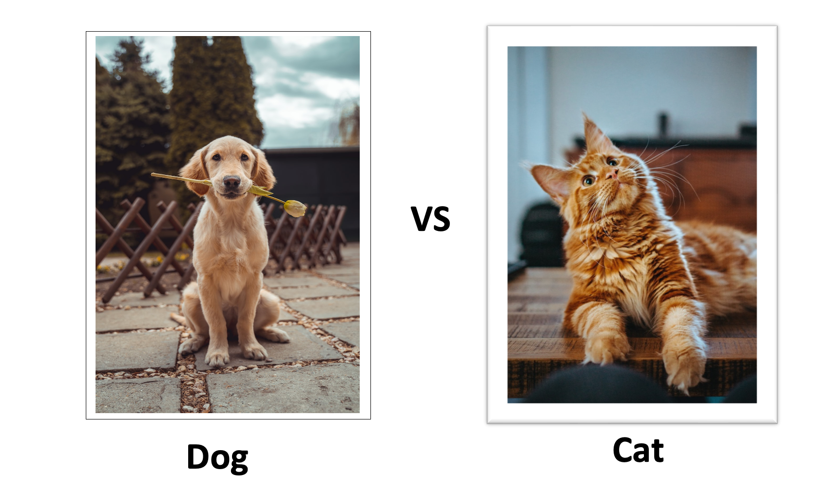  Image Classification For Beginners