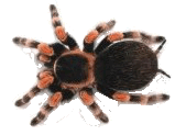 RadioTarantula