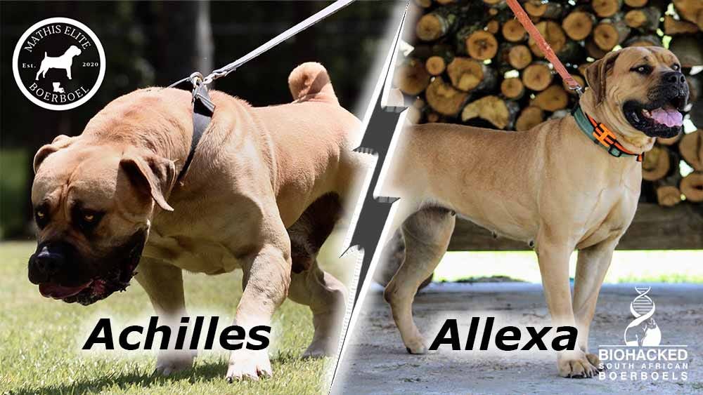 Allexa and Achilles
