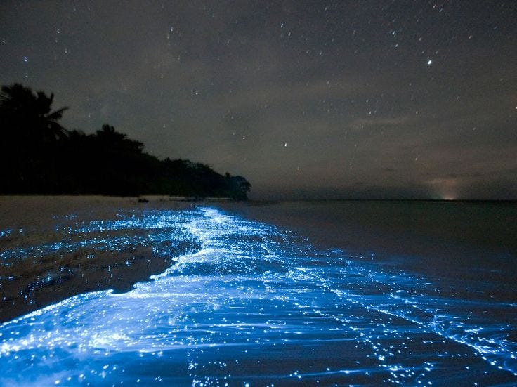 vieques