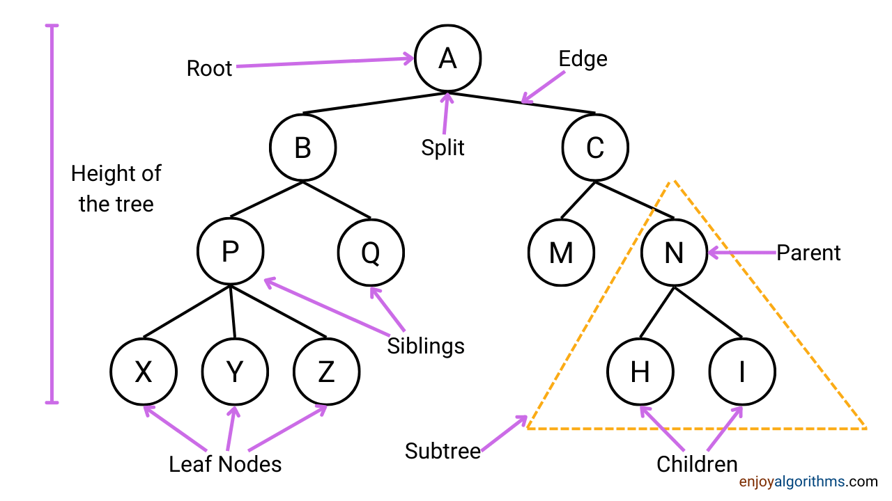 Tree terminologies explanation 