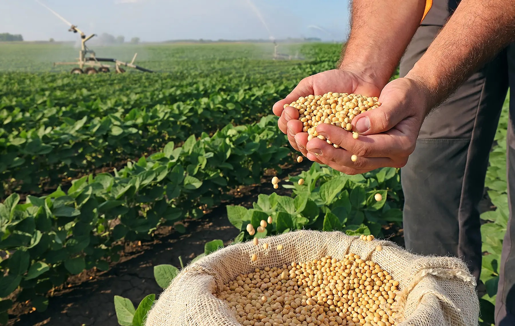 The Soy Revolution: Busting Myths Embracing Sustainable Futures and Wh