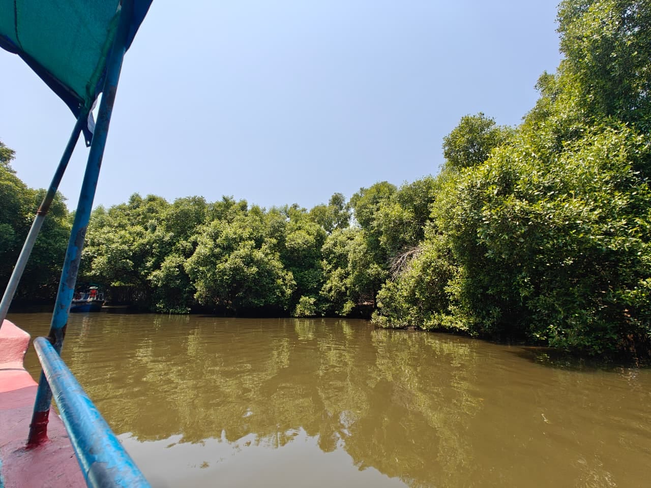 mangrove deforestation
