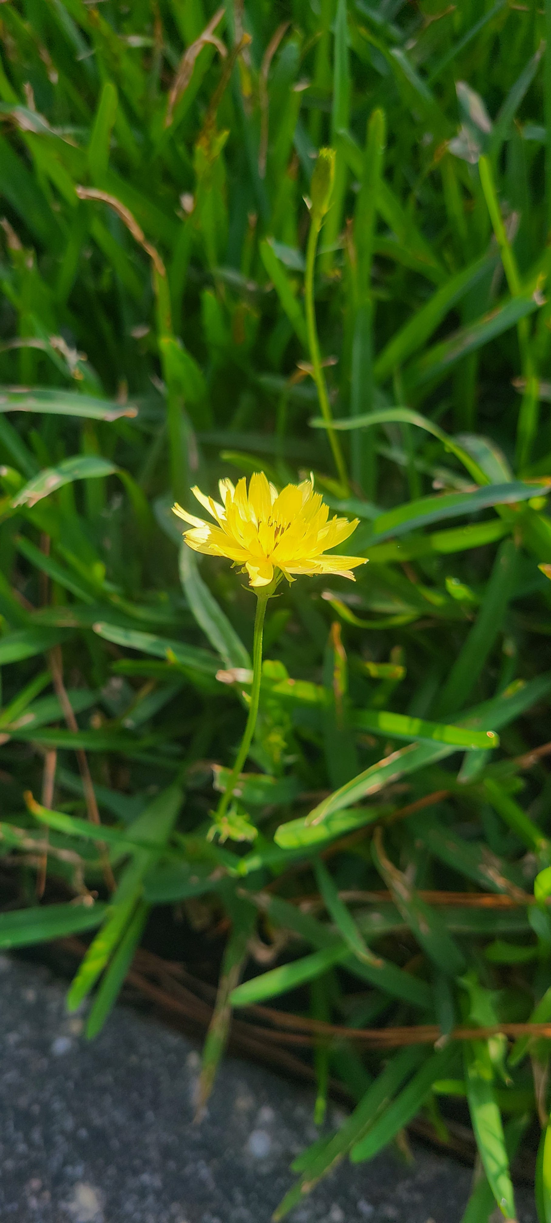 Wildflowers live