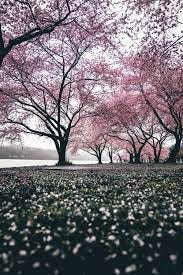 cherry blossom