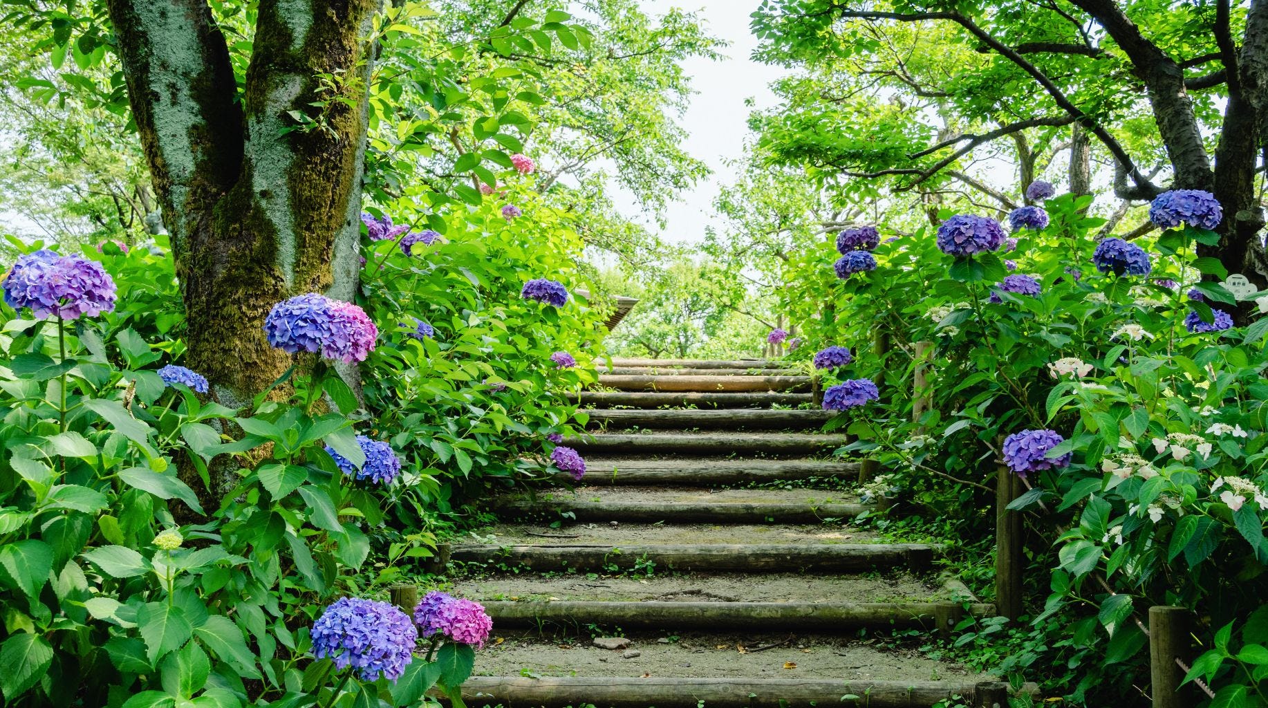 Cinque minuti a fine maggio che cambiano tutto per le tue ortensie