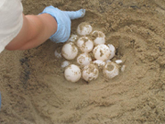 arm of someone wearing a light blue glove. arm is extended over a bunch of white turtle eggs in tan sand