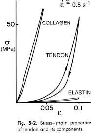 Young’s Modulus for Collagen, Tendon, and Elastin