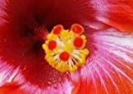 Five red stigmas of a hibiscus flower