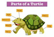 animated green turtle with orange labels pointing to different body parts