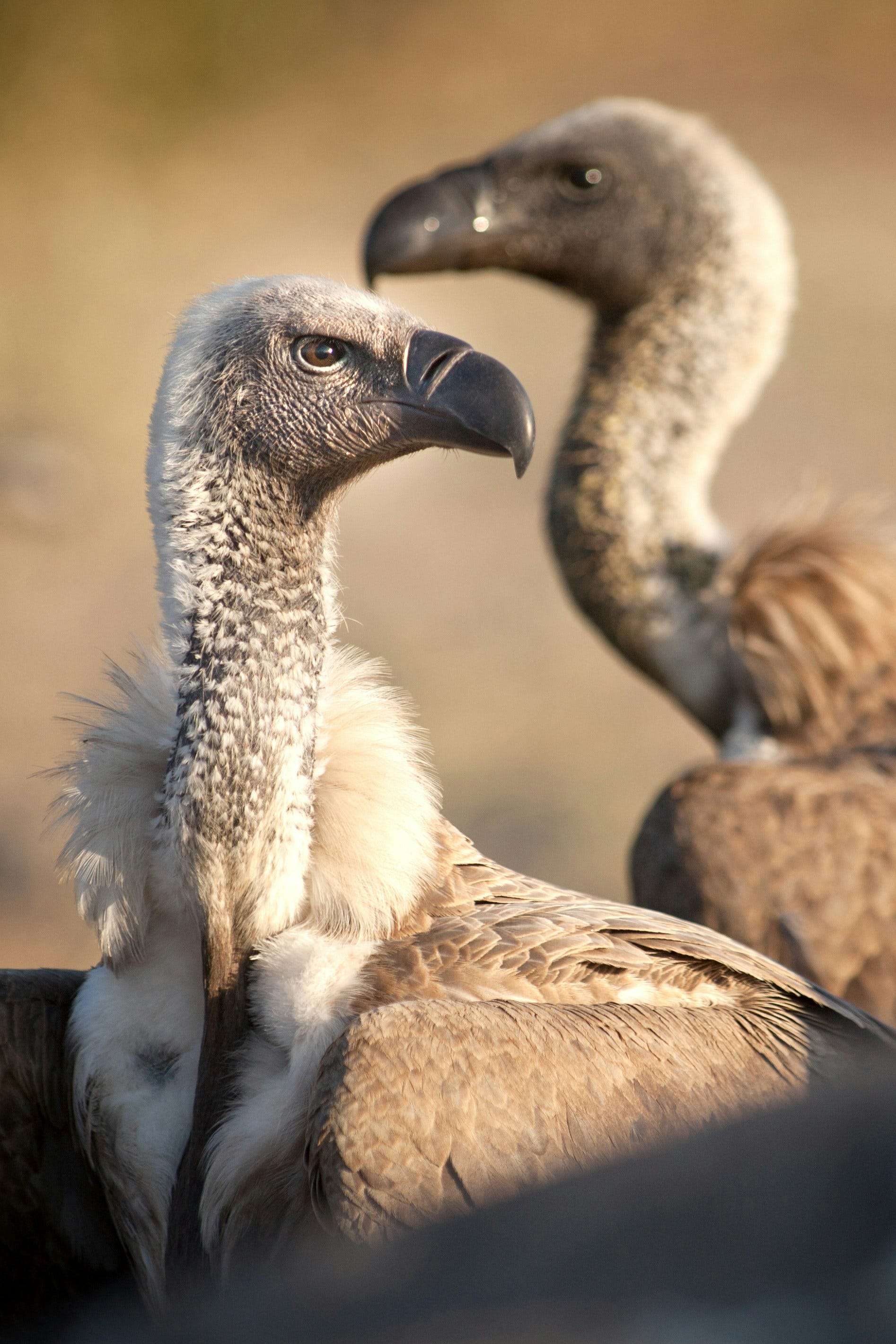 Vulture Capitalism Comes for Health Care