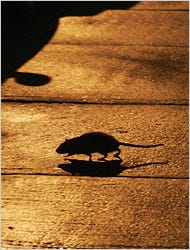 A rat walking on a sidewalk at night.