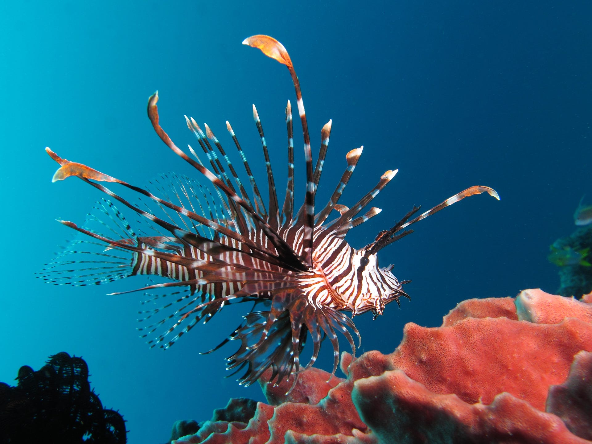 The Lionfish Effect When Markets Might Not Be The Best Idea