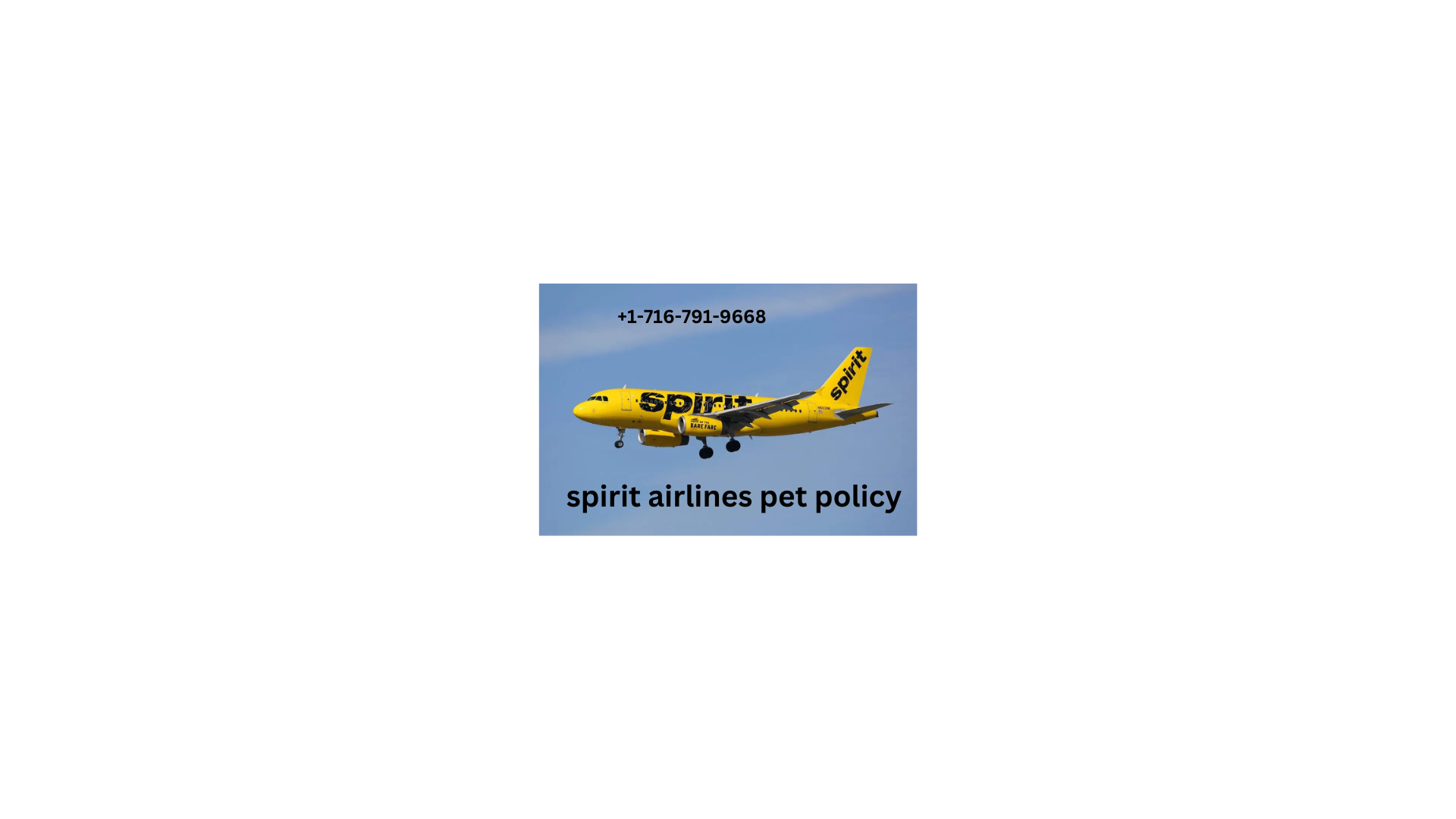 Spirit airlines pet policy