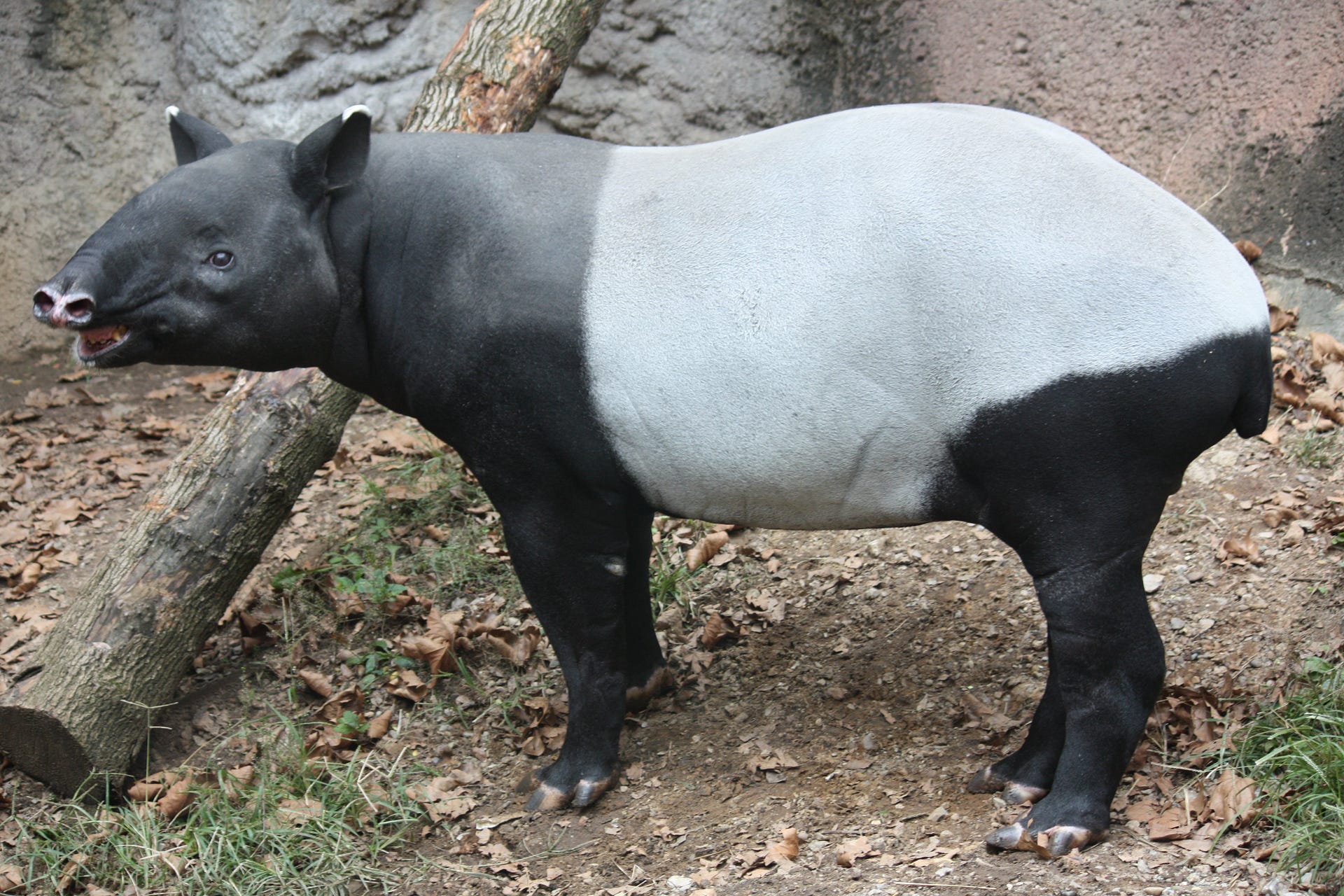 馬来獏 (Malayan Tapir) | Tapir, Jungle animals, Animals