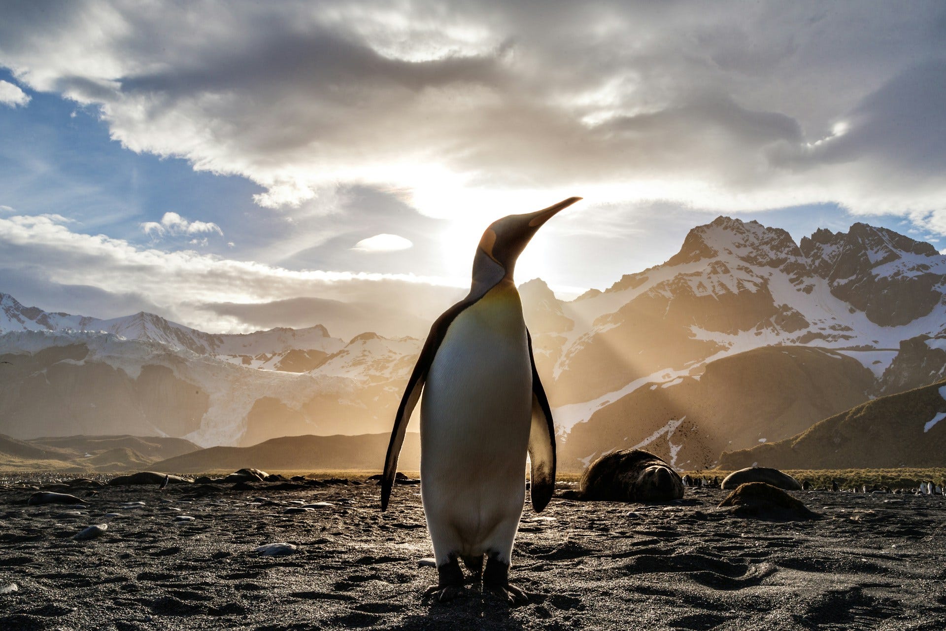The Linux Revolution