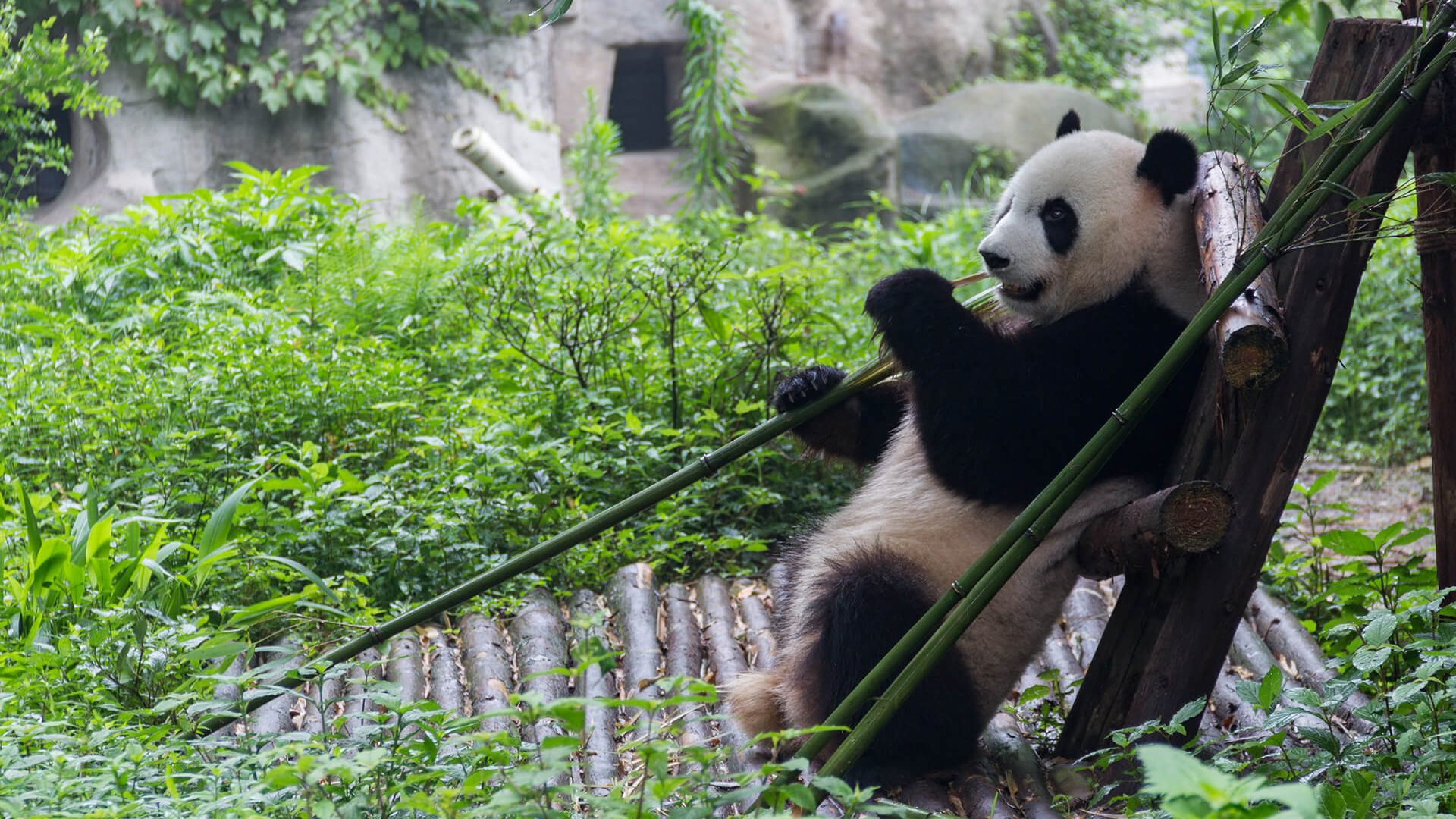 Beyond Pandas: Polars or DuckDB for Faster Local Data Analysis