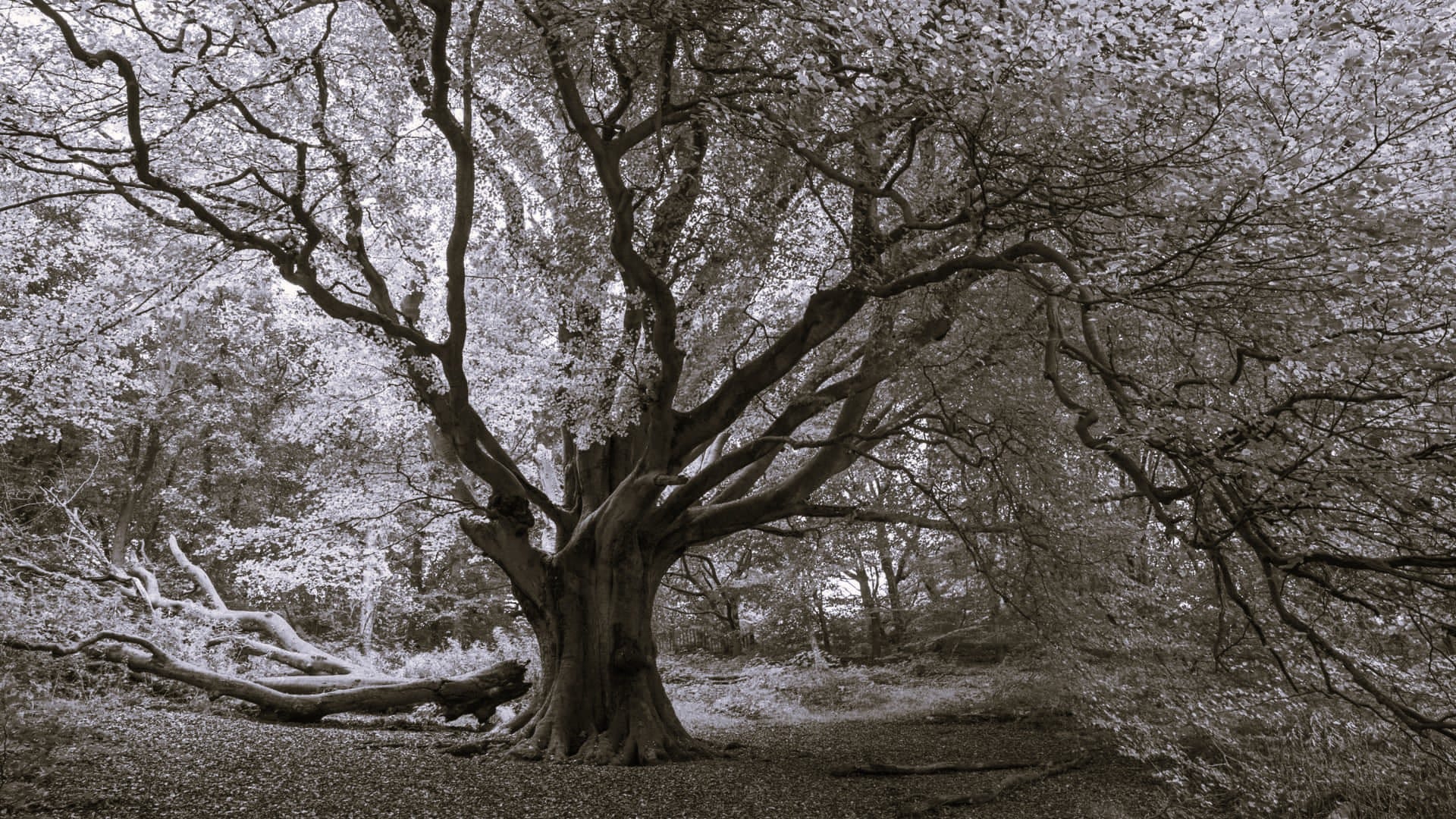 AI means we need better carbon credits