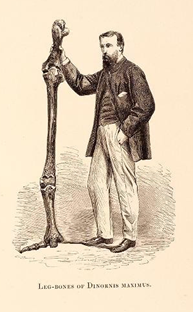 Drawing of a man with beard wearing coat and white pants with hand in pocket, holding an articulated Moa leg bone, including the foot, the leg’s total length is taller than he is.