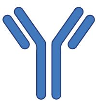 Example antibody