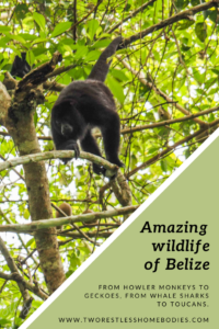 Amazing wildlife of Belize - Two Restless Homebodies