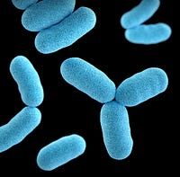 L’histoire extraordinaire du Microbiome