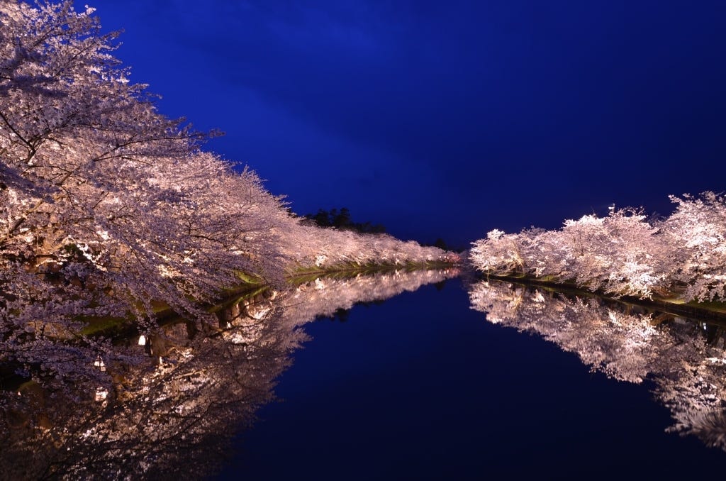 Cherry Blossoms at Night: Best Places for Cherry Blossom Night Viewing