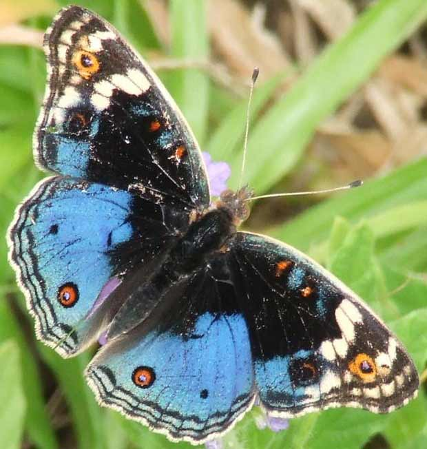 African Blue Pansy’s (*Junonia orithya madagascariensis*) is one of the butterfly species whose distribution is shifting west. This photo of an African Blue Pansy’s was taken in KwaZulu-Natal, South Africa, in 2008 and logged by citizen scientists I.C. Sharp & A. Sharp.