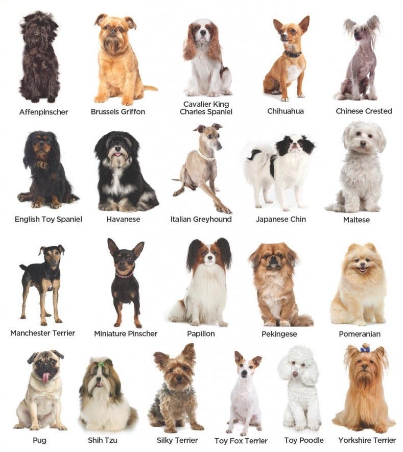 [Image credit](https://medium.com/nanonets/how-to-easily-build-a-dog-breed-image-classification-model-2fd214419cde): It is hard to classify a large number of dog breeds