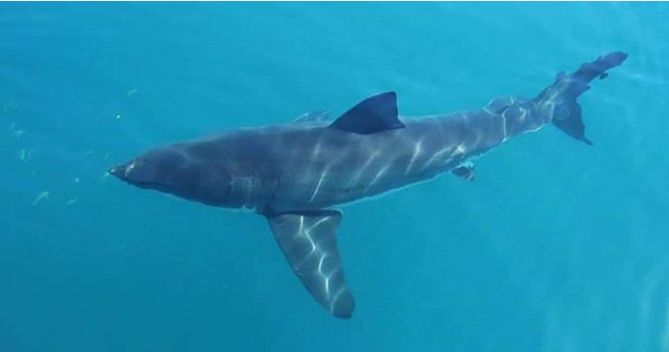A great white shark cruising passed the Oceans Research Institute’s research vessel, photo by their intern Natasha Preston.