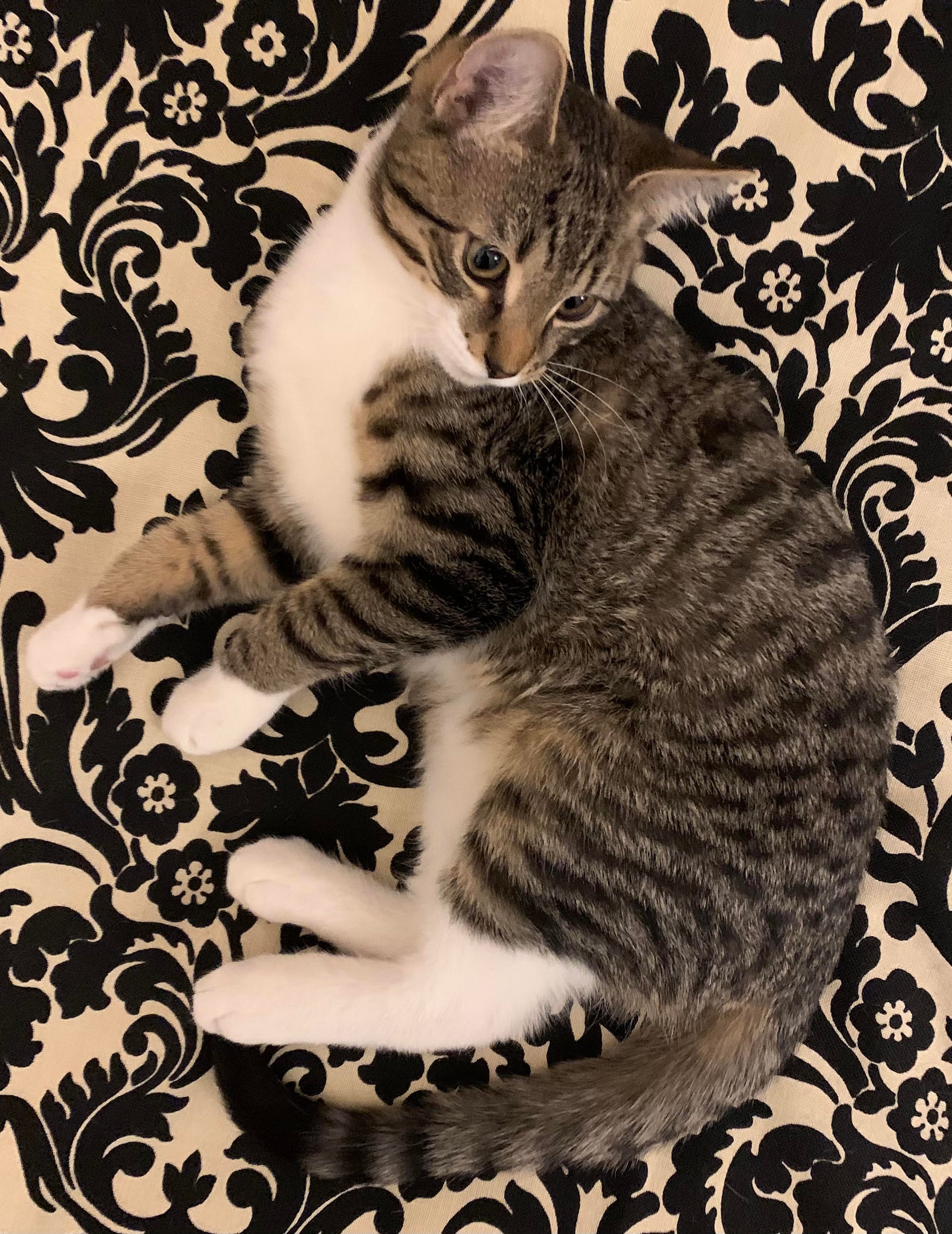 Cat Pictures — TryHackMe WalkThrough