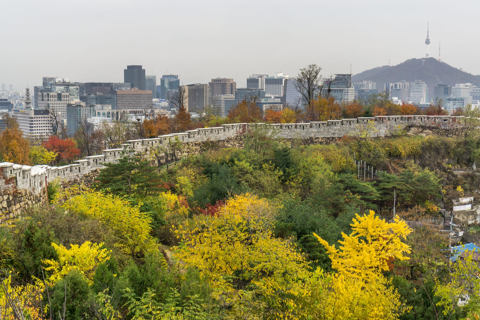 Finding Nature  in Your City Seoul  WildArk Journal Medium