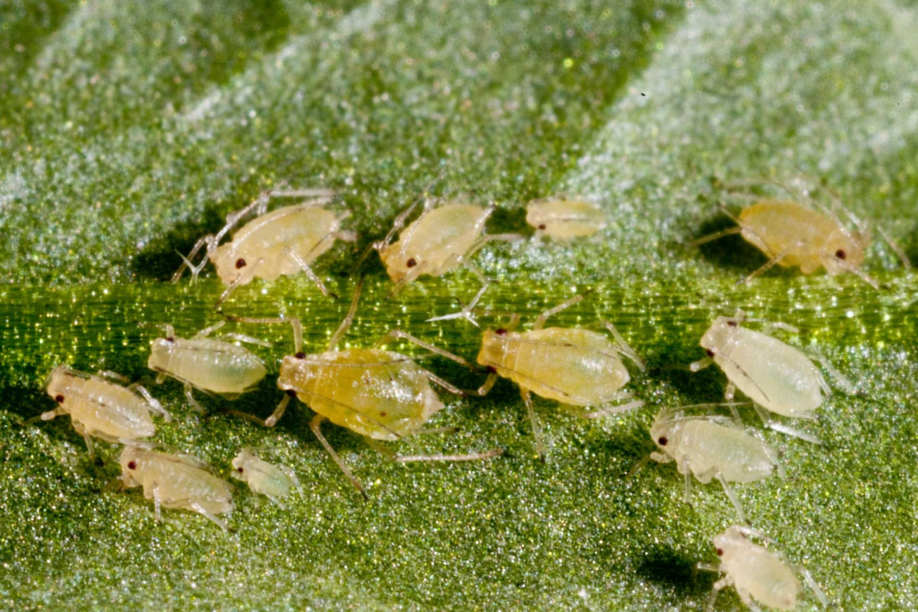 Aphids — The Versatile Agricultural Nuisance – Decoding Living Systems 