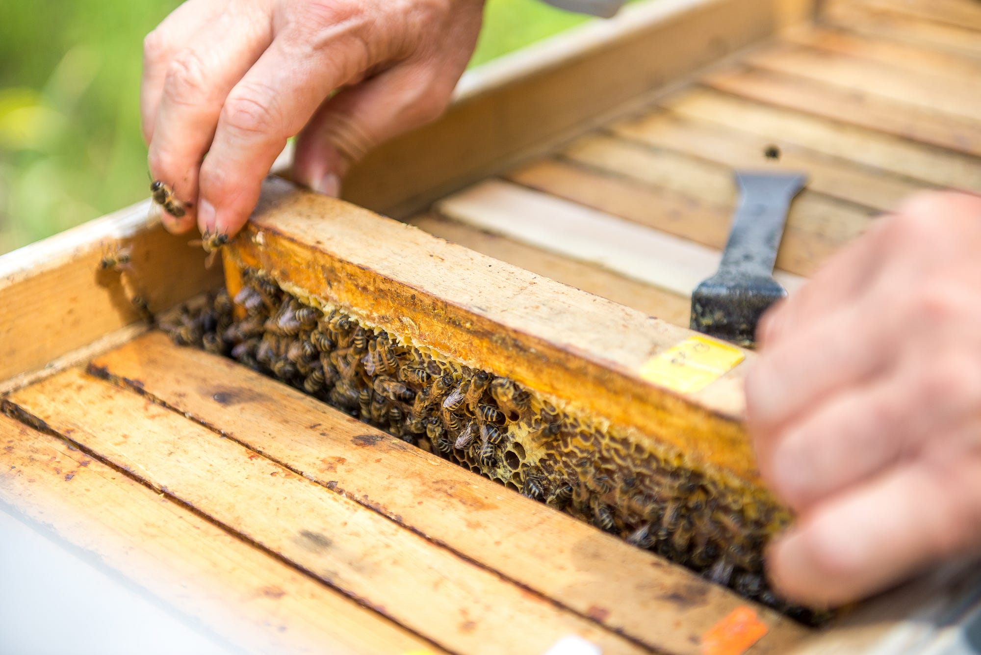 Bee Yond Beekeeping Hyperlink Magazine Medium