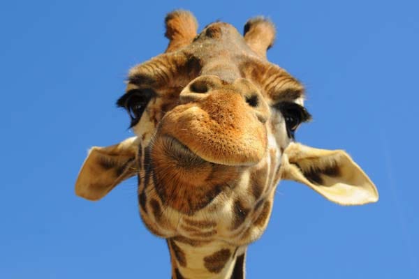 Una giraffa che cerca di comprendere una distribuzione gaussiana
