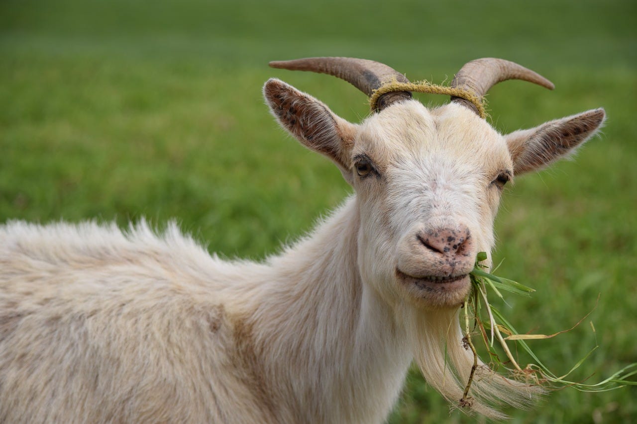 three-billy-goats-not-so-gruff-the-coffeelicious-medium