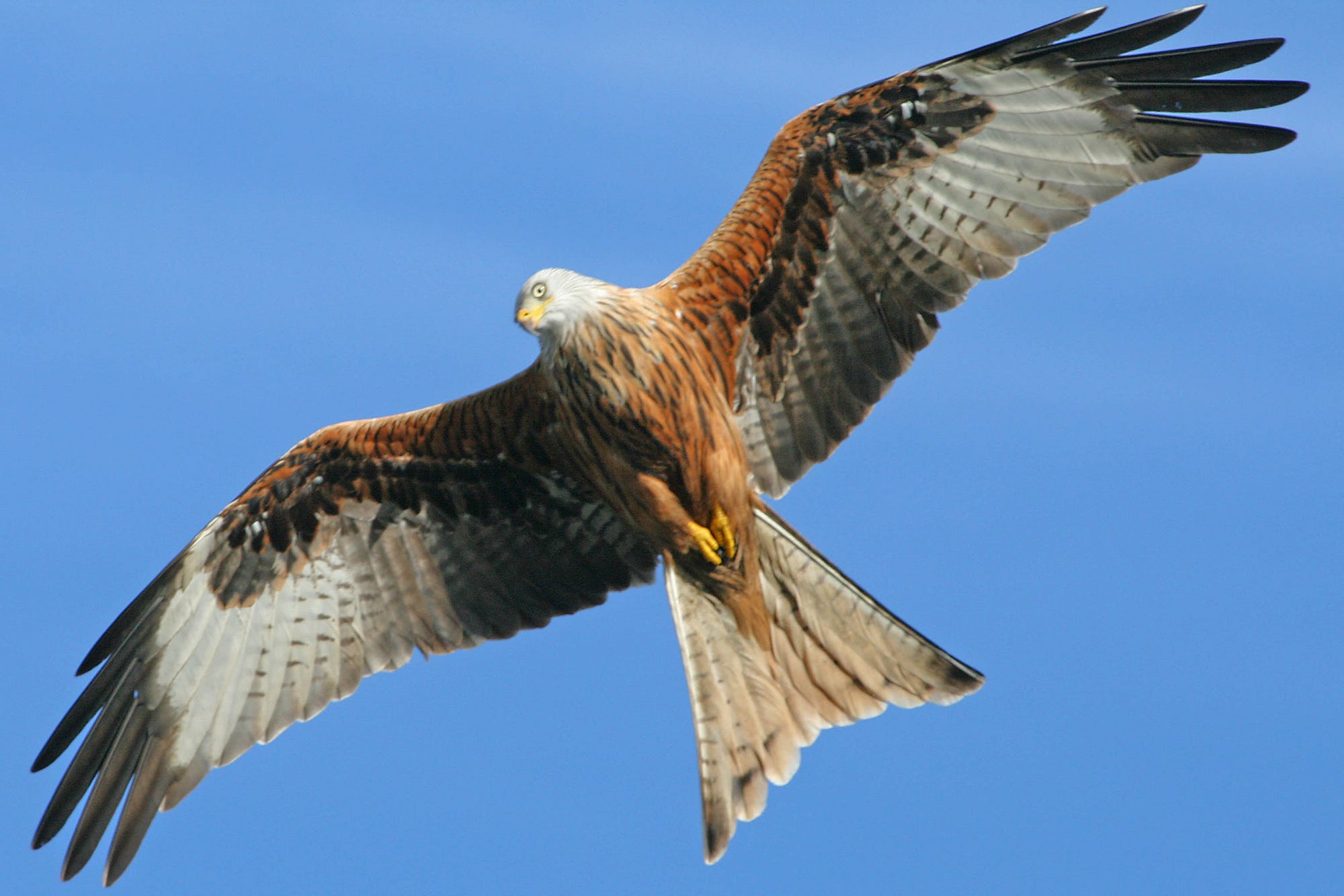 Watch Red Kites In Slow Motion GrrlScientist GrrlScientist Medium Watch Red Kites In Slow Motion GrrlScientist GrrlScientist Medium