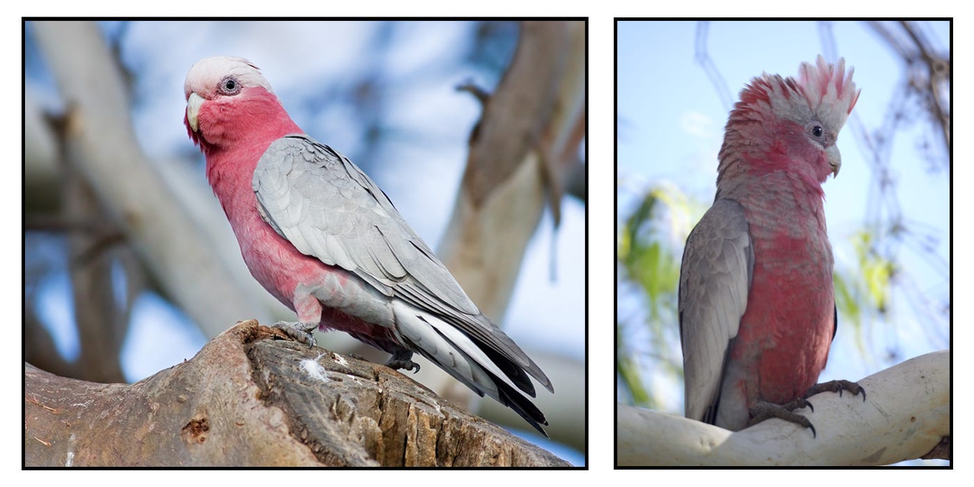 Male and female pink cockatoos Something is. Male and female pink cockatoos question opinion
