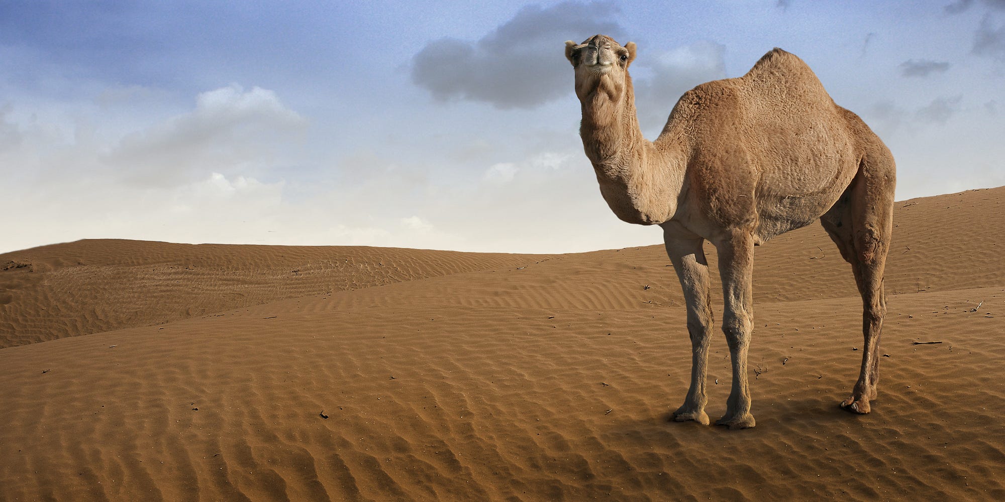 And here we have our electric camel… – HR Shop Talk - The Official Blog ...