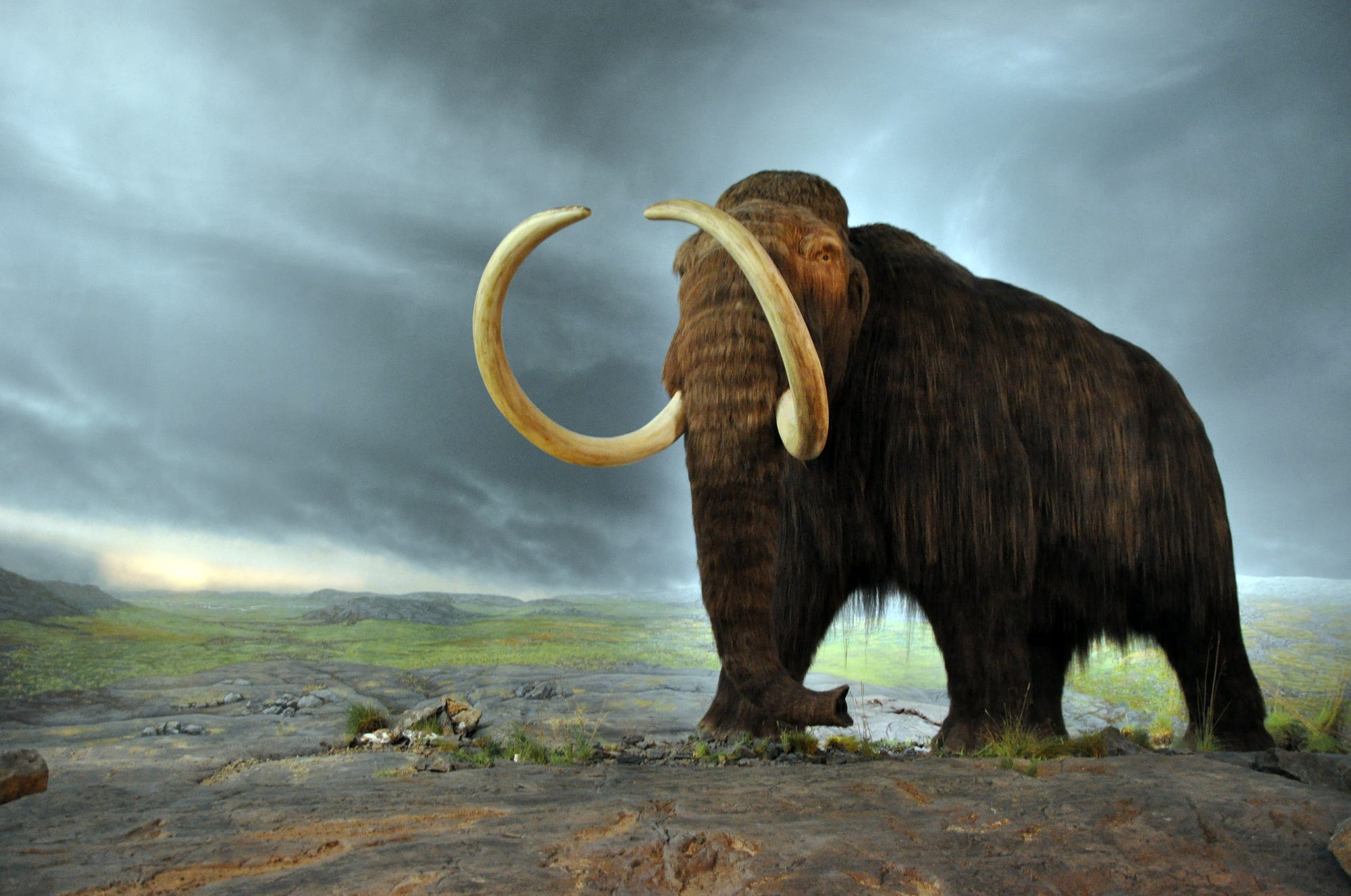 Woolly mammoth extinction due to warming climate | @GrrlScientist