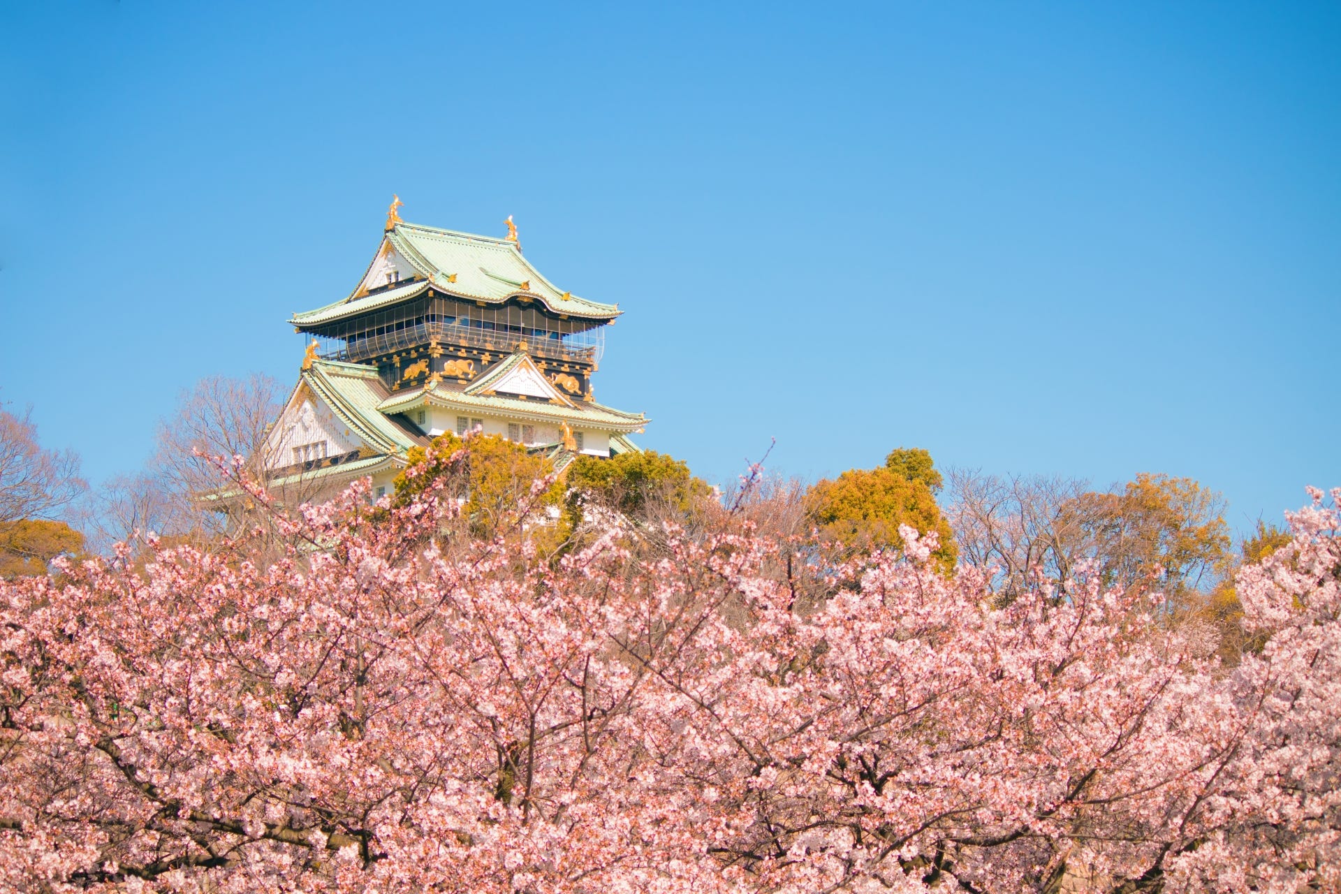 3 Best Places To See Cherry Blossoms In Osaka 2019 – Japan Travel Guide ...