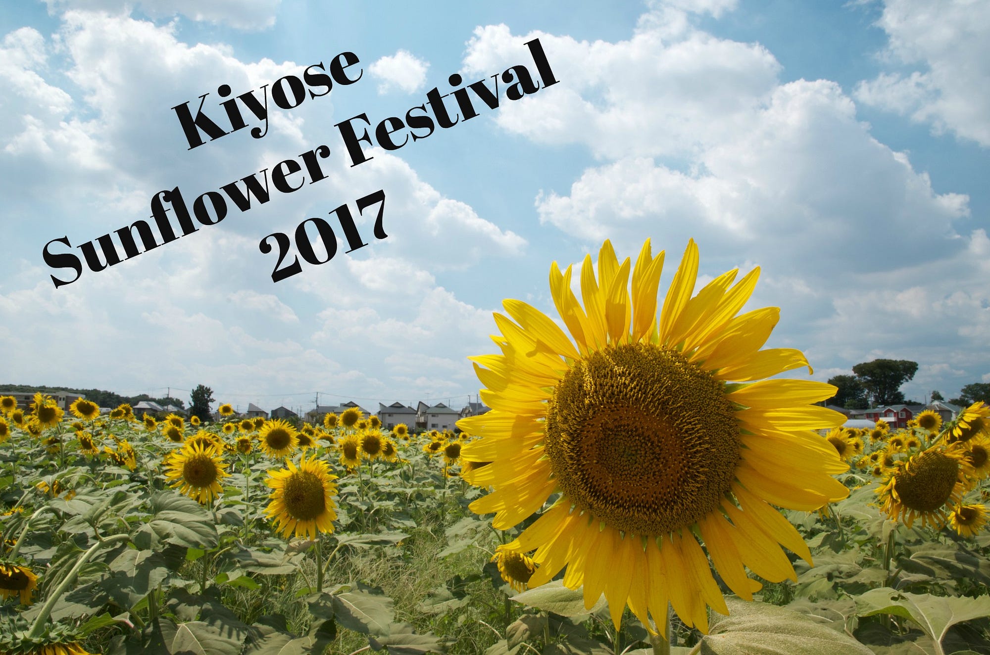 Kiyose Sunflower Festival: Don’t Miss the Largest Sunflower Field in Tokyo!