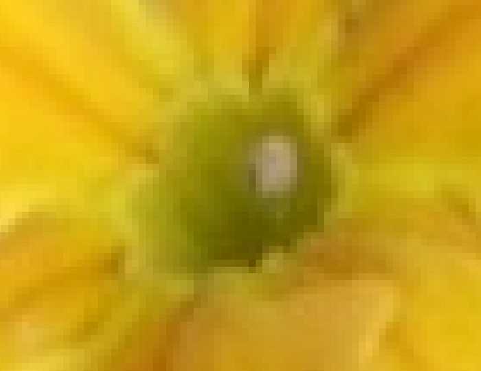 Each little square is a pixel