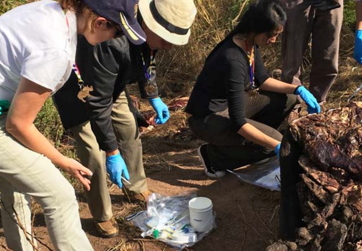 Workers with one of the winning Wildlife Crime Tech Challenge teams collect forensic samples. / University of Pretoria