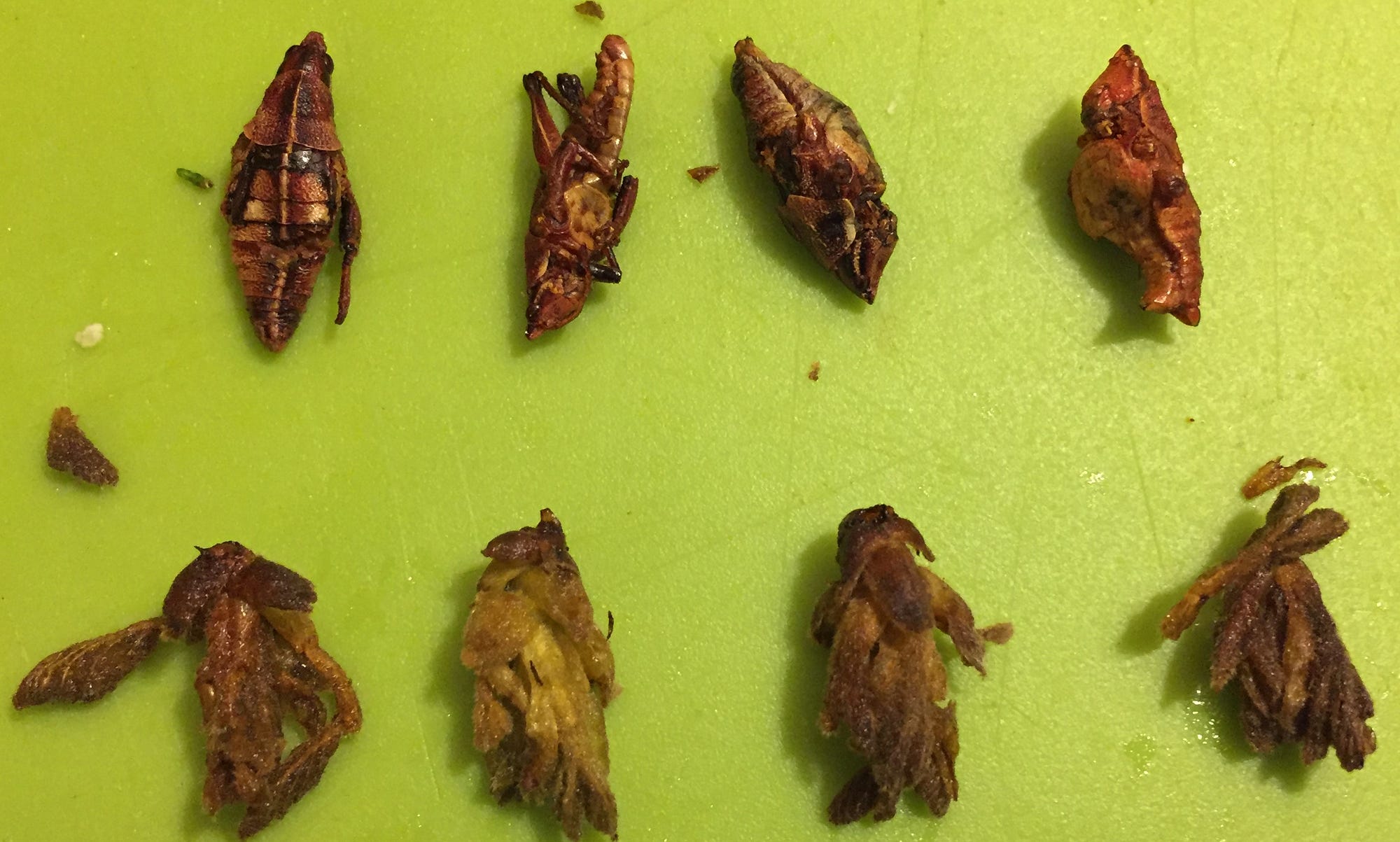 Edible Vegan Insects Invironment Medium