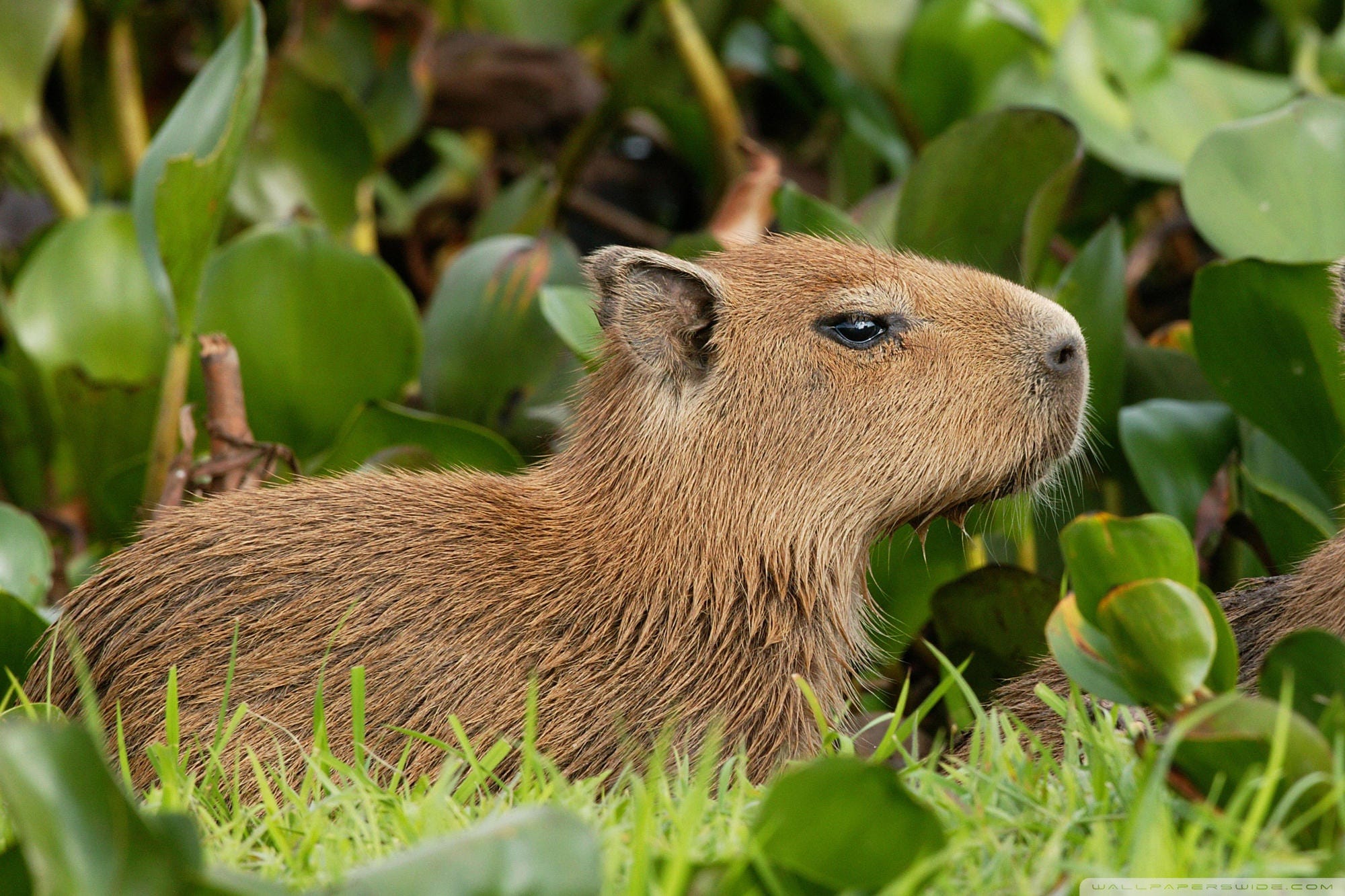 Playroom With Capybara Wallpaper Purple